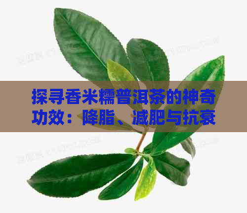 探寻香米糯普洱茶的神奇功效：降脂、减肥与抗衰老的秘密