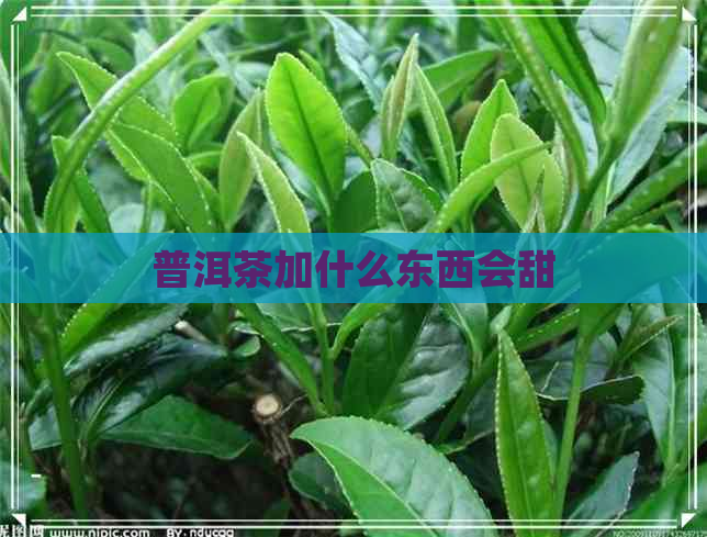 普洱茶加什么东西会甜