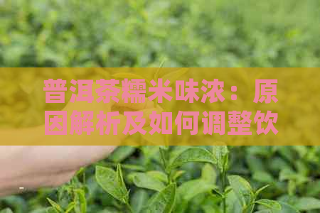 普洱茶糯米味浓：原因解析及如何调整饮用体验