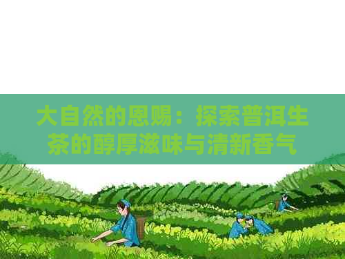 大自然的恩赐：探索普洱生茶的醇厚滋味与清新香气