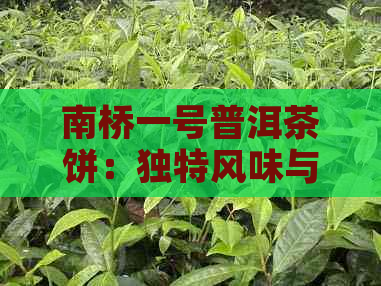 南桥一号普洱茶饼：独特风味与品鉴技巧详解