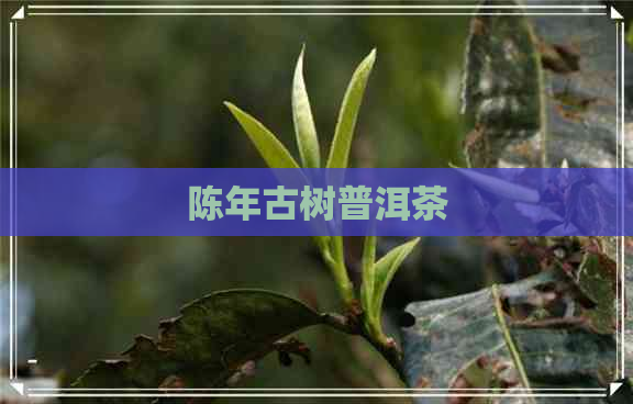 陈年古树普洱茶