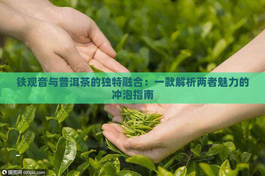 铁观音与普洱茶的独特融合：一款解析两者魅力的冲泡指南