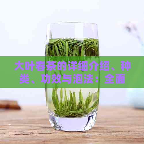 大叶春茶的详细介绍、种类、功效与泡法：全面了解这种茶叶的各种信息