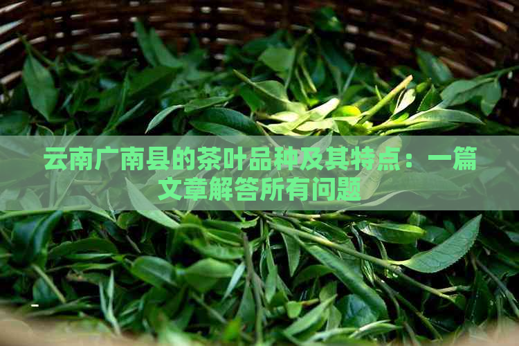 云南广南县的茶叶品种及其特点：一篇文章解答所有问题