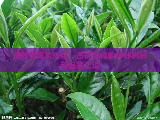 揭秘普洱大树茶：古树茶树的神秘树龄和品鉴之道