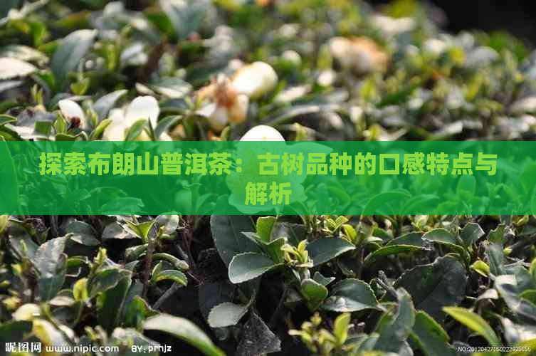 探索布朗山普洱茶：古树品种的口感特点与解析