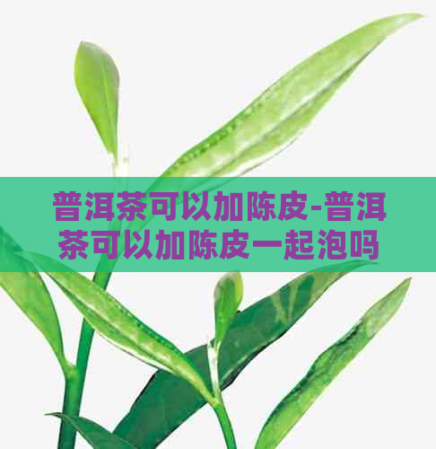 普洱茶可以加陈皮-普洱茶可以加陈皮一起泡吗