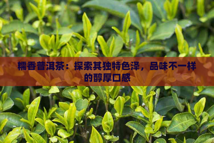 糯香普洱茶：探索其独特色泽，品味不一样的醇厚口感