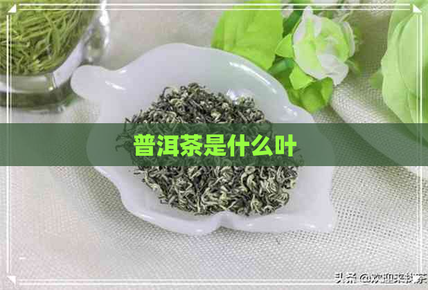 普洱茶是什么叶