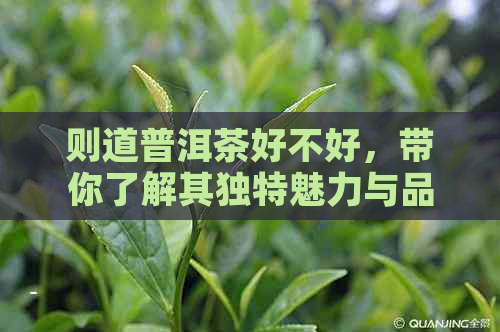 则道普洱茶好不好，带你了解其独特魅力与品鉴方法