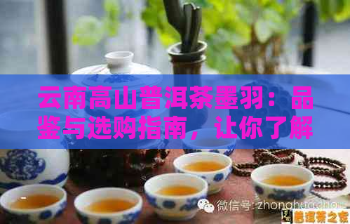 云南高山普洱茶墨羽：品鉴与选购指南，让你了解这款茶叶的全面信息