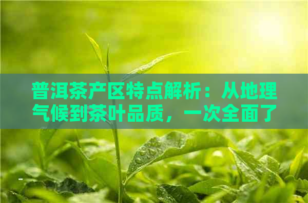 普洱茶产区特点解析：从地理气候到茶叶品质，一次全面了解