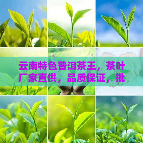 云南特色普洱茶王，茶叶厂家直供，品质保证，批发平台