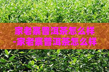 家老寨普洱茶怎么样-家老寨普洱茶怎么样好喝吗