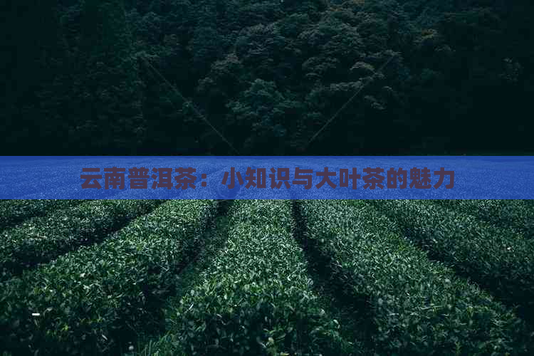 云南普洱茶：小知识与大叶茶的魅力