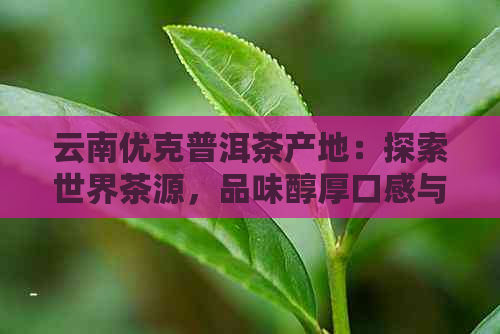 云南优克普洱茶产地：探索世界茶源，品味醇厚口感与独特风味的综合指南