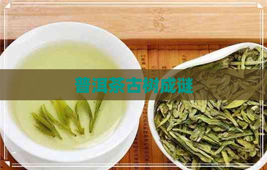 普洱茶古树成谜