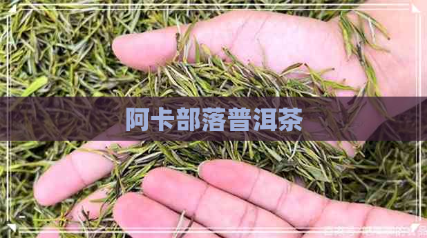 阿卡部落普洱茶