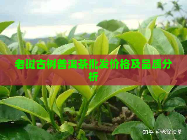 老挝古树普洱茶批发价格及品质分析