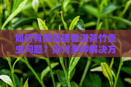 如何有效处理普洱茶竹壳虫问题？探讨多种解决方案与预防措