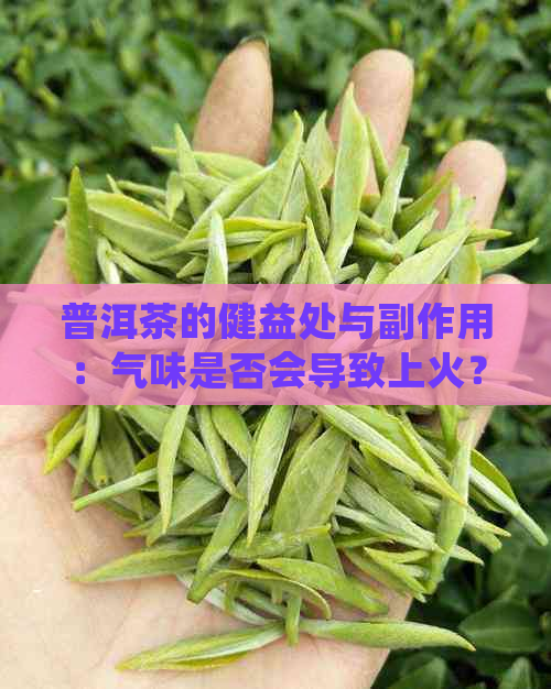 普洱茶的健益处与副作用：气味是否会导致上火？