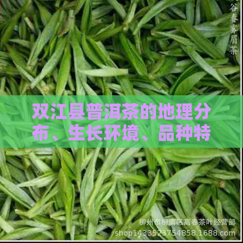 双江县普洱茶的地理分布、生长环境、品种特点及品饮方法全面解析