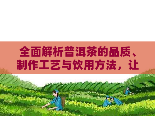 全面解析普洱茶的品质、制作工艺与饮用方法，让您轻松辨别好掰普洱茶的秘诀