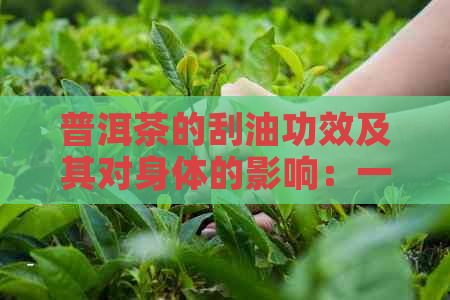 普洱茶的刮油功效及其对身体的影响：一篇全面解答的文章