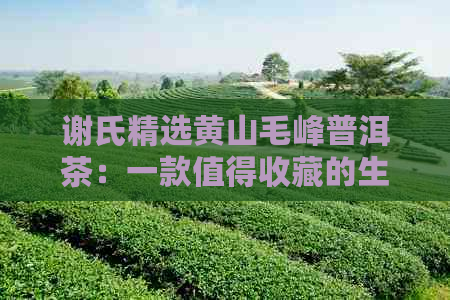 谢氏精选黄山毛峰普洱茶：一款值得收藏的生茶价格表