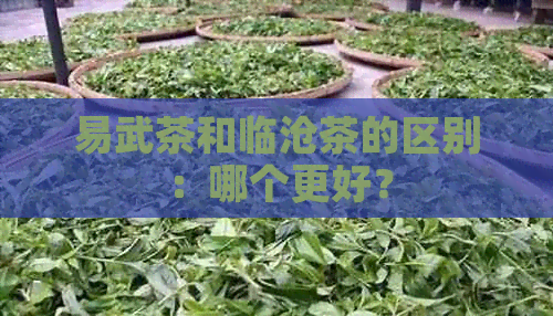 易武茶和临沧茶的区别：哪个更好？