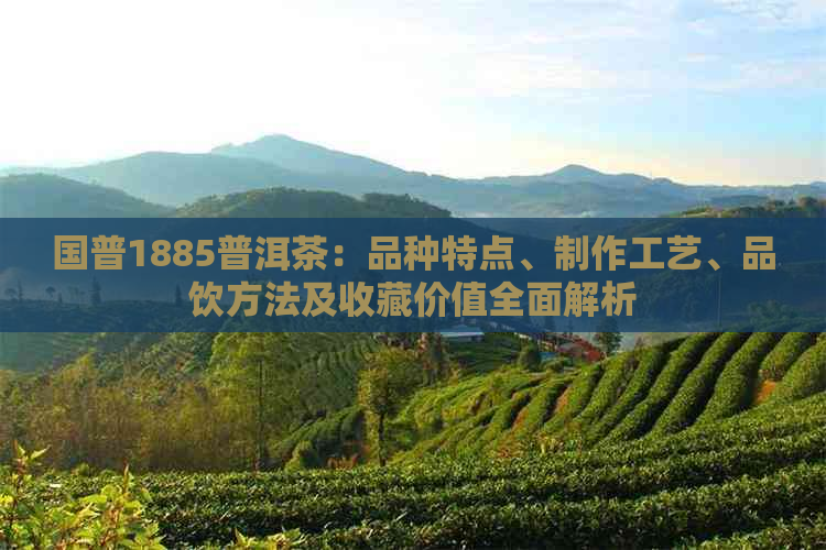 国普1885普洱茶：品种特点、制作工艺、品饮方法及收藏价值全面解析