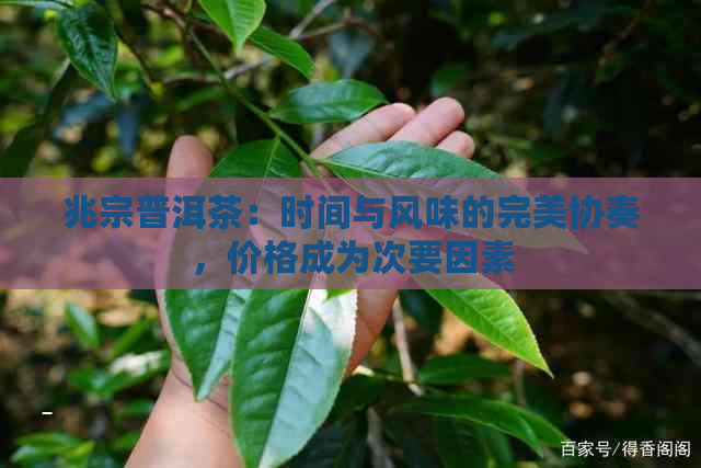 兆宗普洱茶：时间与风味的完美协奏，价格成为次要因素