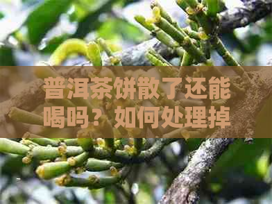 普洱茶饼散了还能喝吗？如何处理掉渣的普洱茶饼？