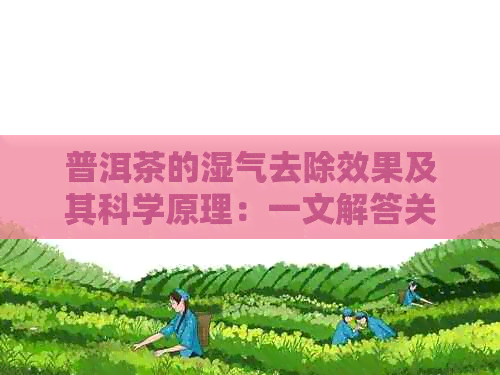 普洱茶的湿气去除效果及其科学原理：一文解答关于普洱茶祛湿的所有疑问