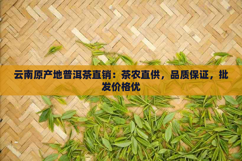 云南原产地普洱茶直销：茶农直供，品质保证，批发价格优