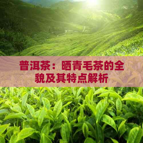 普洱茶：晒青毛茶的全貌及其特点解析