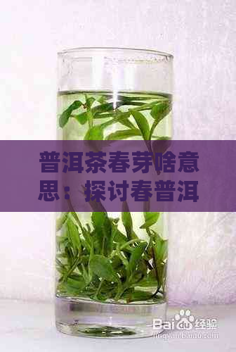 普洱茶春芽啥意思：探讨春普洱茶的品质与价值