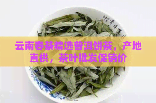 云南春茶精选普洱饼茶，产地直供，茶叶批发促销价