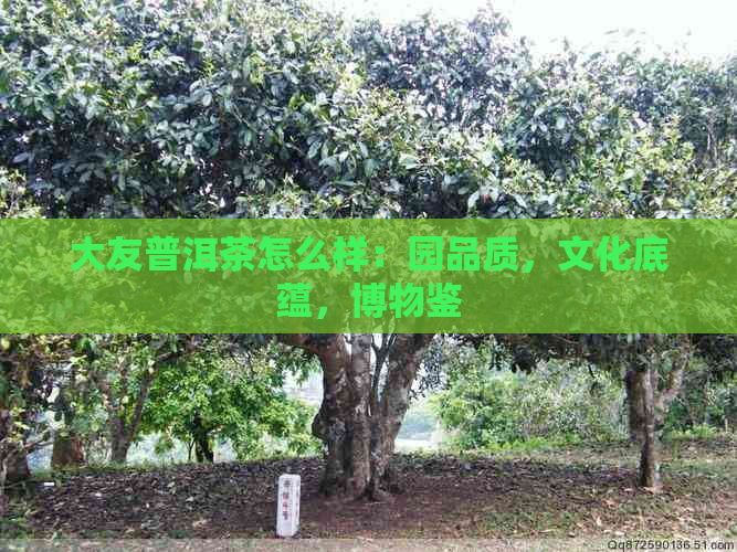 大友普洱茶怎么样：园品质，文化底蕴，博物鉴