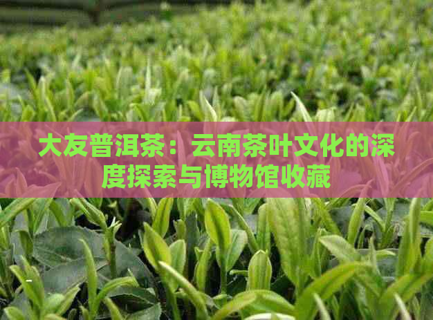 大友普洱茶：云南茶叶文化的深度探索与博物馆收藏