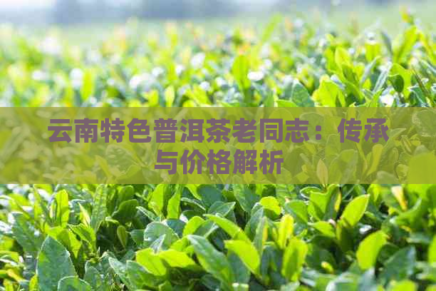 云南特色普洱茶老同志：传承与价格解析