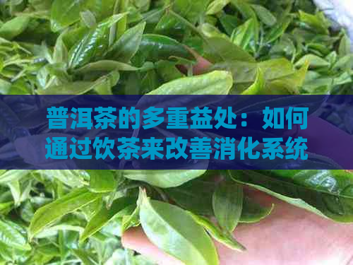 普洱茶的多重益处：如何通过饮茶来改善消化系统的健？