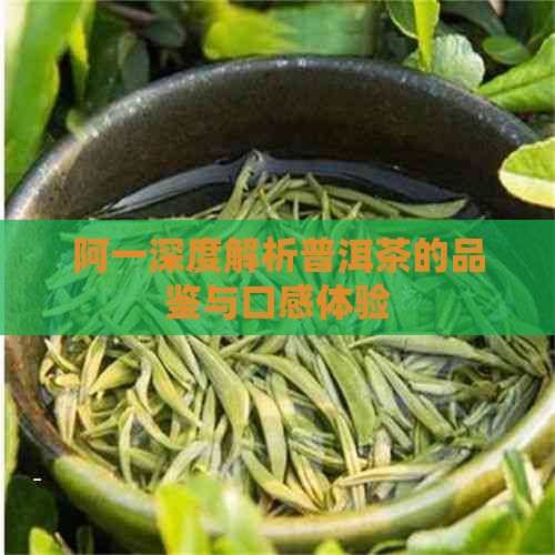 阿一深度解析普洱茶的品鉴与口感体验