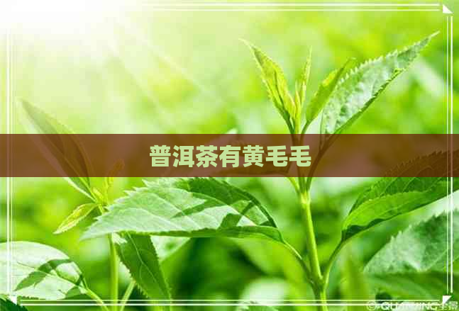 普洱茶有黄毛毛