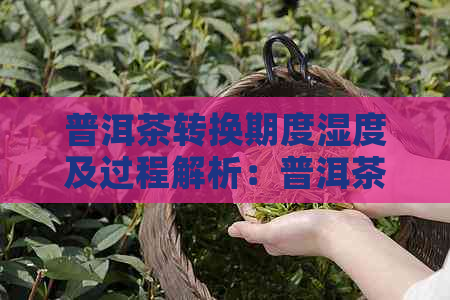 普洱茶转换期度湿度及过程解析：普洱茶转换是什么？如何进行？