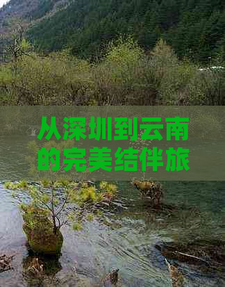 从深圳到云南的完美结伴旅行指南：交通、住宿、景点及预算全解析