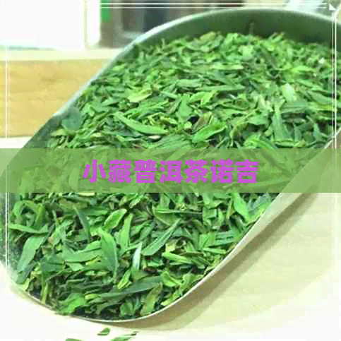 小藏普洱茶诺吉