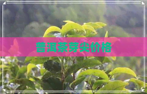 普洱茶芽尖价格