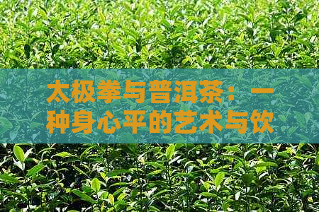 太极拳与普洱茶：一种身心平的艺术与饮品的结合